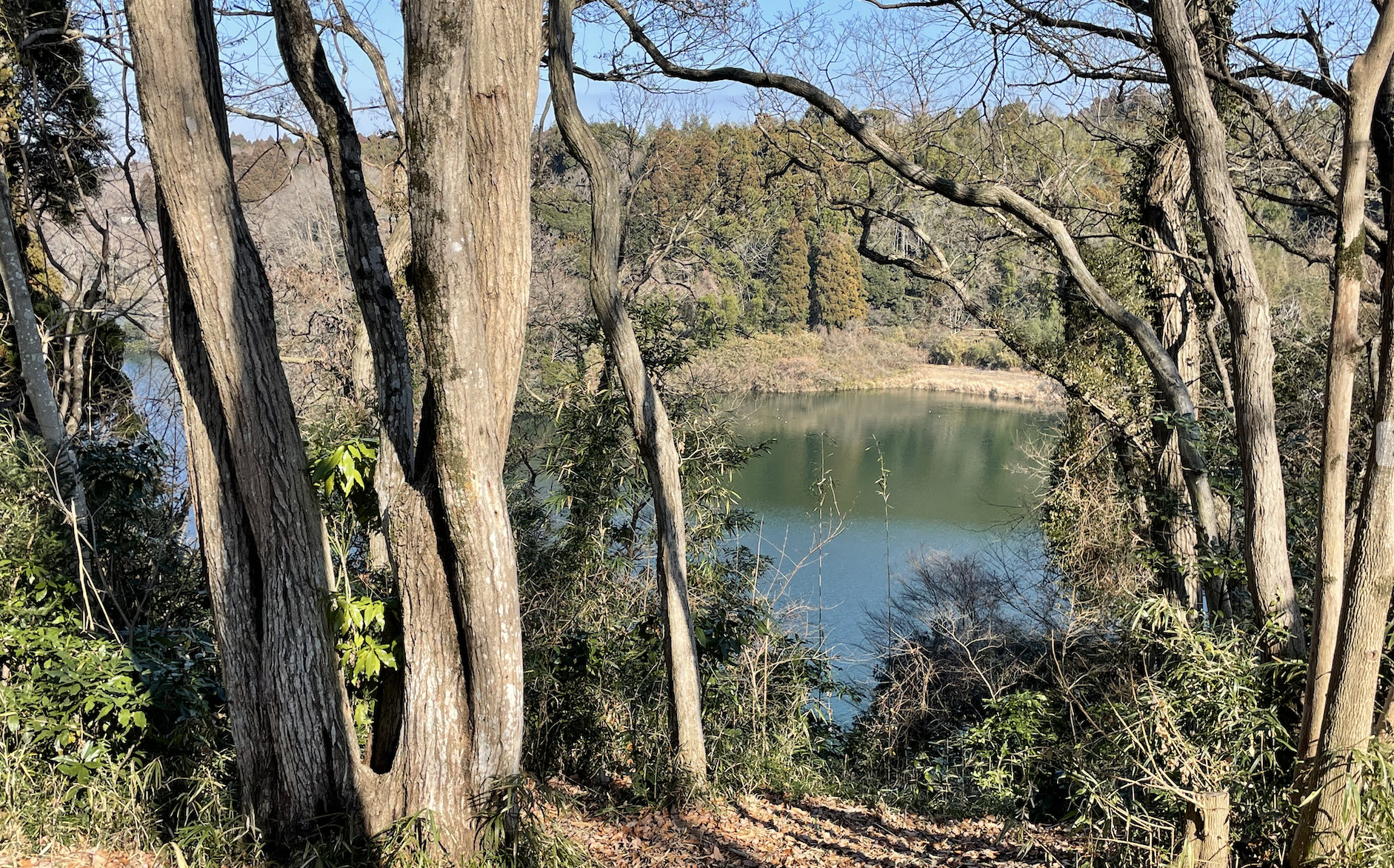 勝古沢キャンプ場から見える市津湖