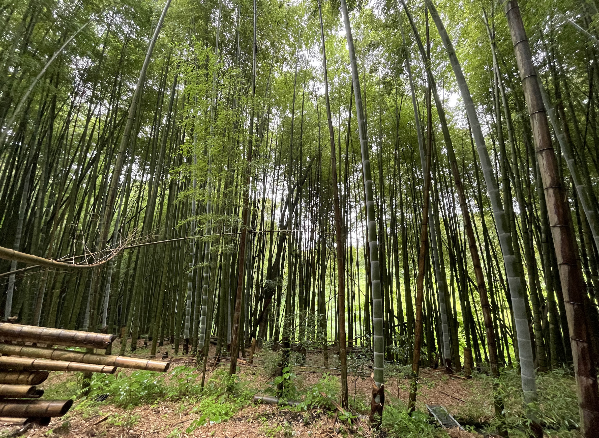 グリーンファームおおたき戸田オートキャンプ場内の竹は自由に使える
