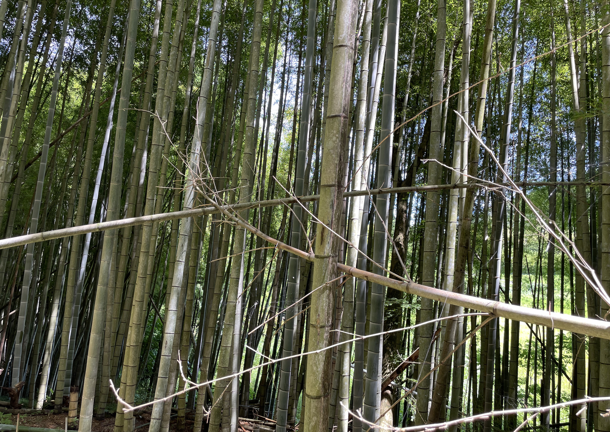 竹林の中は蜘蛛の巣がはっている所も多い