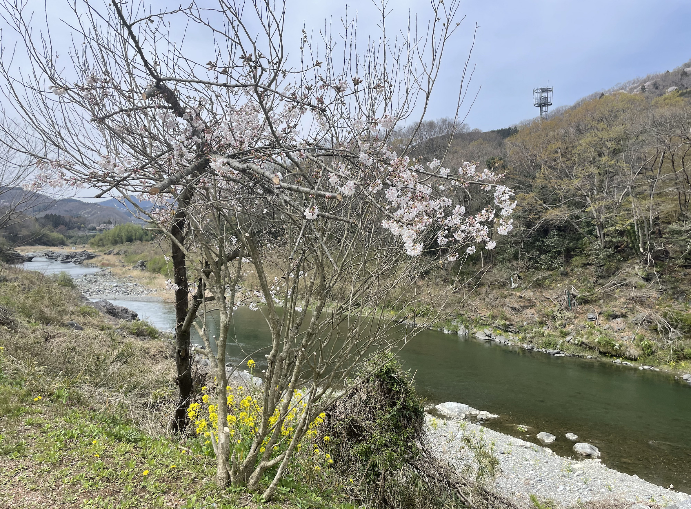 春には桜と荒川を同時に眺められるキャンプサイトもあります