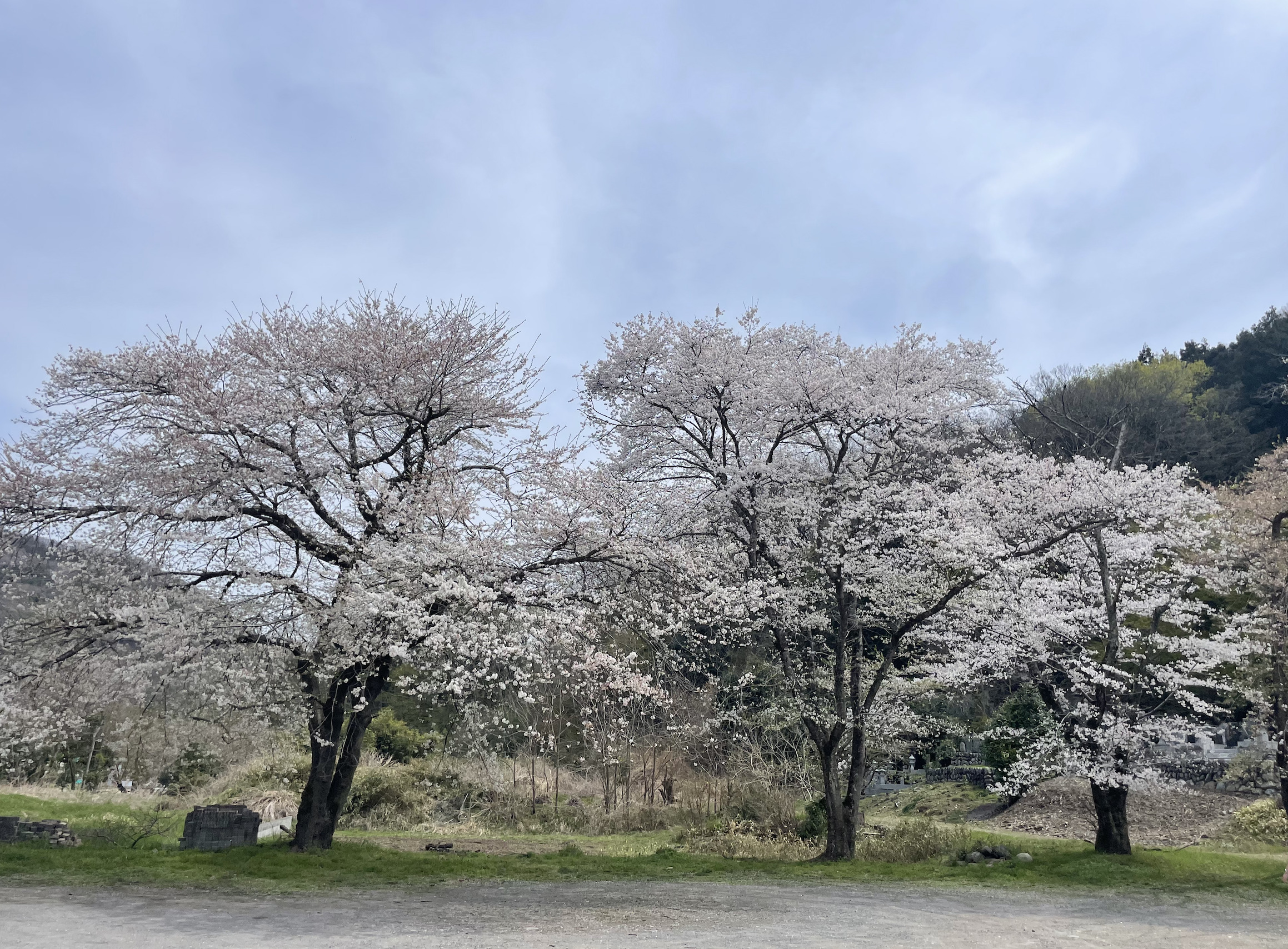 岩田地区公園の桜