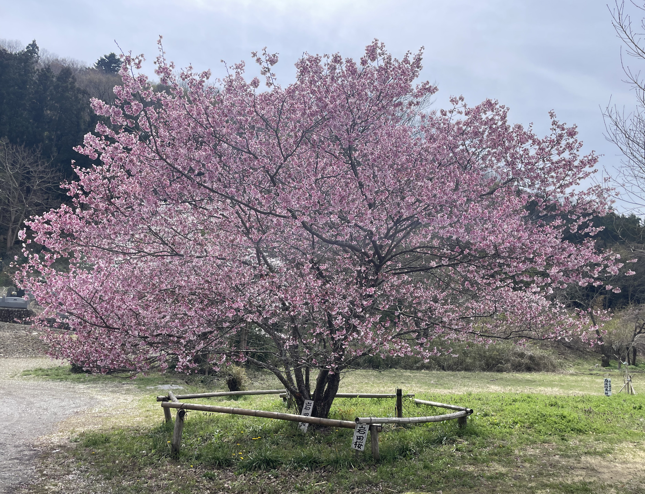 岩田地区公園の桜
