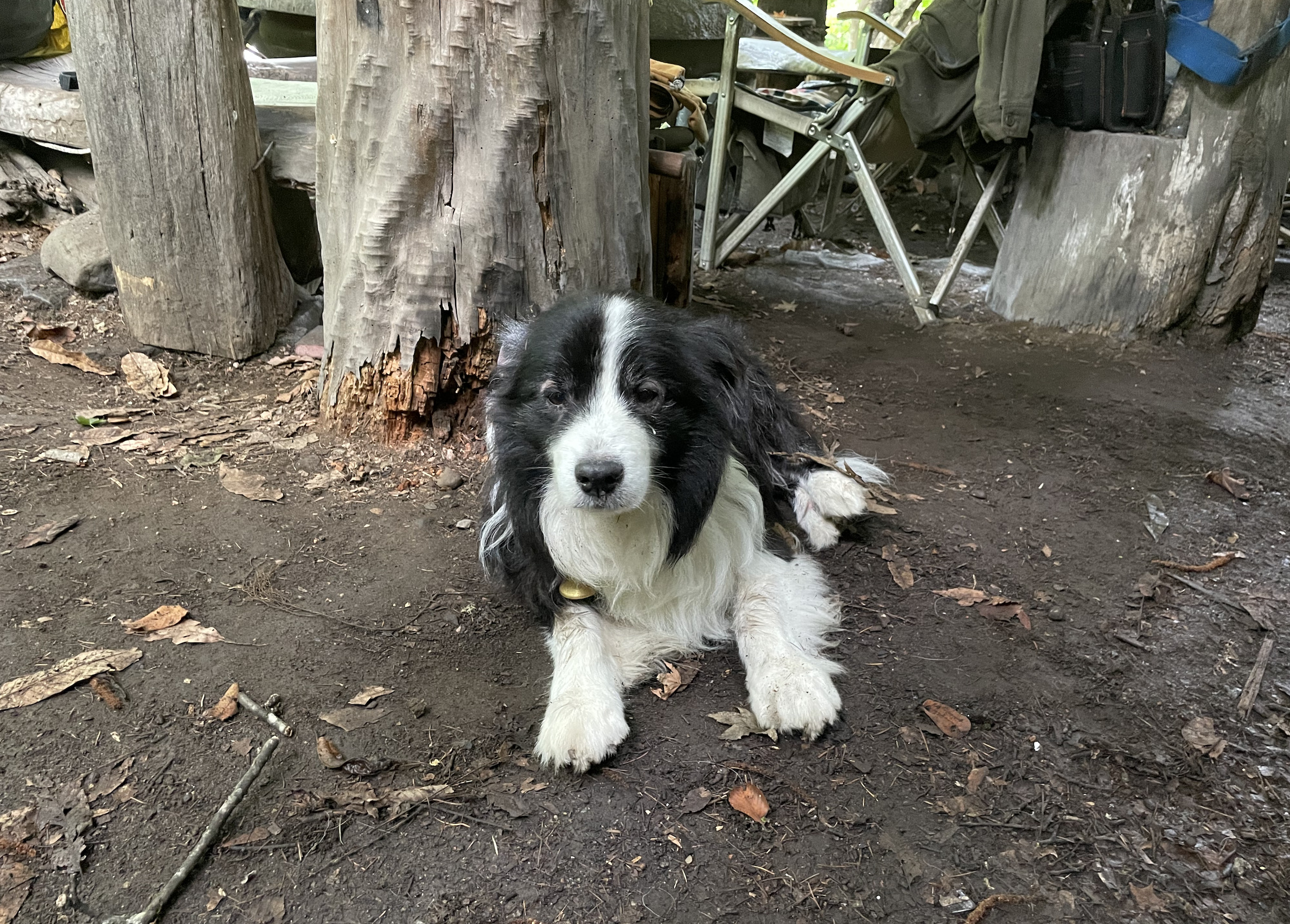 中津川村キャンプ場の看板犬のジョアくん